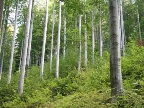 Galeria zdjęć z terenu Nadleśnictwa Stary Sącz