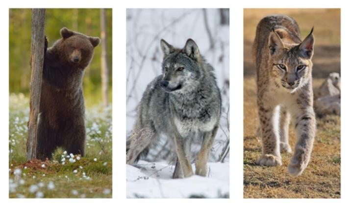 Gatunki objęte projektem „Drapieżne Pogranicze”: niedźwiedź, wilk, ryś